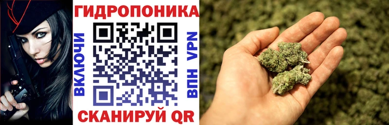 Канабис сатива  Кондопога 